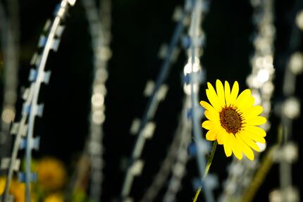 A flower grows between stands of concertina wire fencing installed as part of Operation Lone...