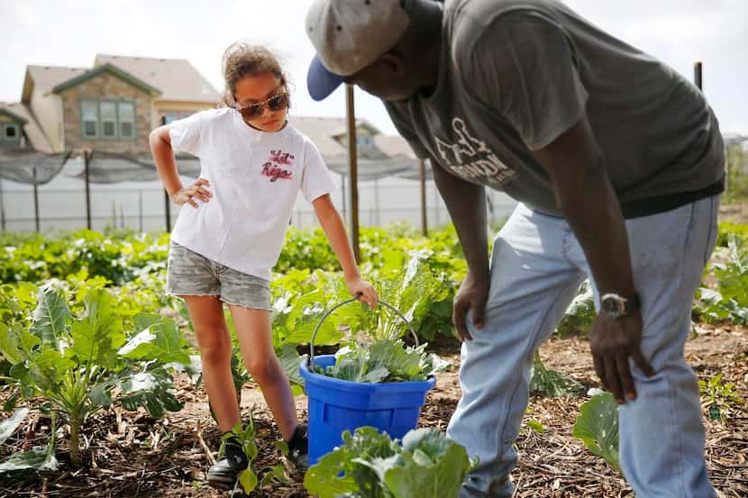 
Mariyah Martinez, 8, helps Patrick Wright remove withered collard leaves from plants....