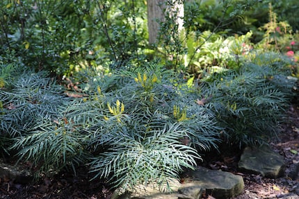 'Soft Caress' Mahonia