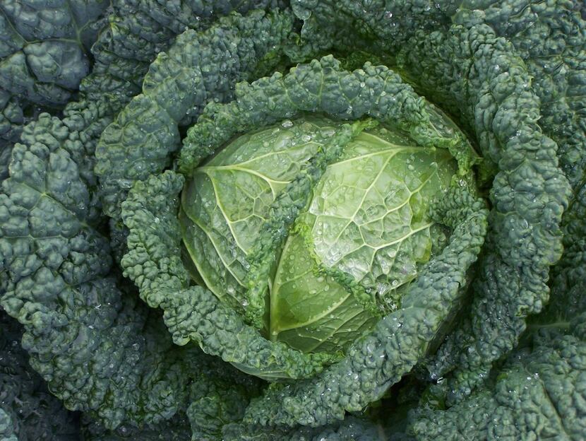 Savoy cabbage from Bejo Seeds. 