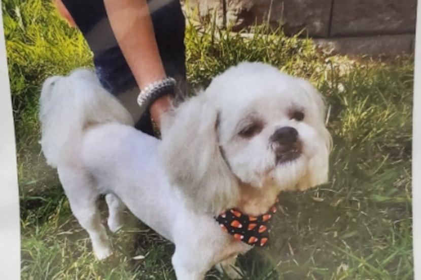 Benny was stolen earlier this month, Dallas police said.