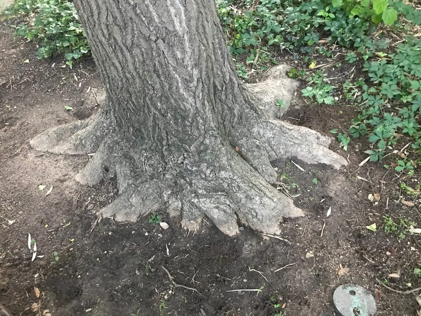 The properly exposed flare of the of a ginkgo tree.