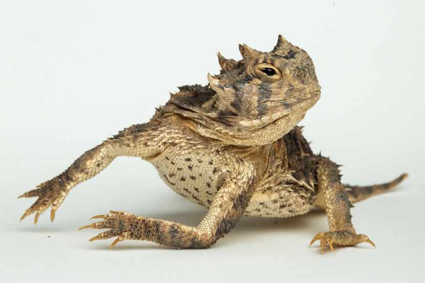  Texas horned lizard at the Fort Worth Zoo on Aug. 24, 2018. 