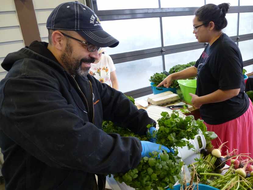 At Coppell Farmers Market, farmer Russell Gonzales sorts through cilantro from his Delanco...