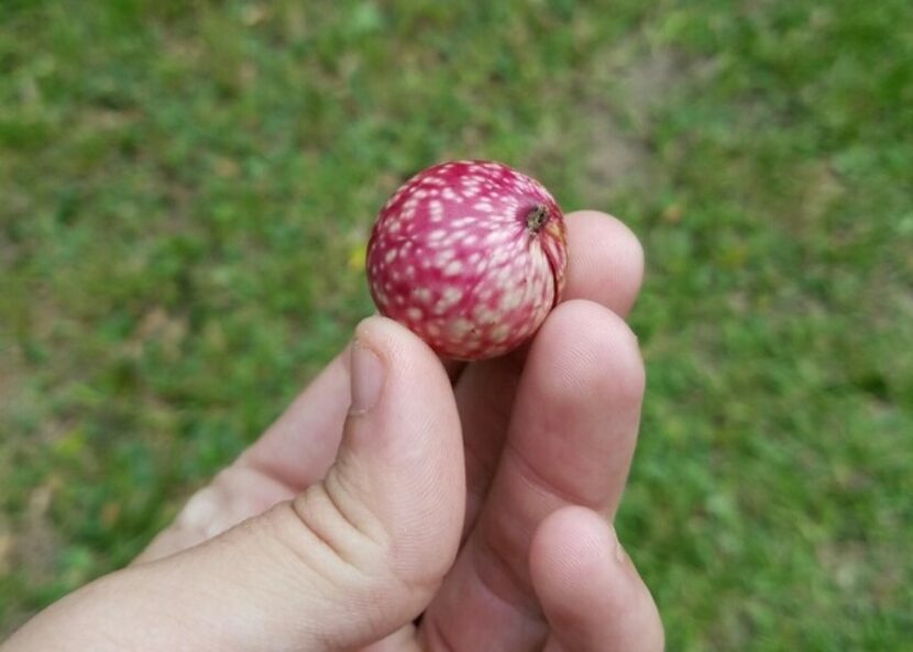 A heavy population of galls could indicate pretty bad stress on a tree.