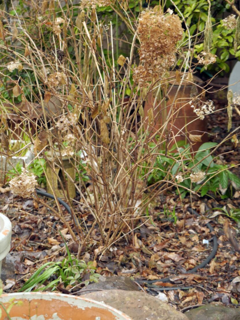 A Hydrangea photographed at Mariana Greene's garden