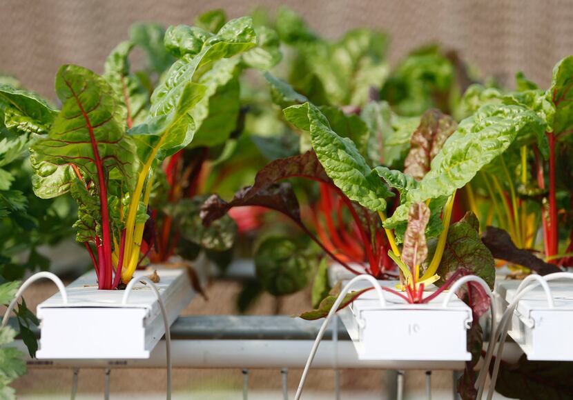 Swiss chard grows in a hydroponics system greenhouse at Profound Microfarms.
