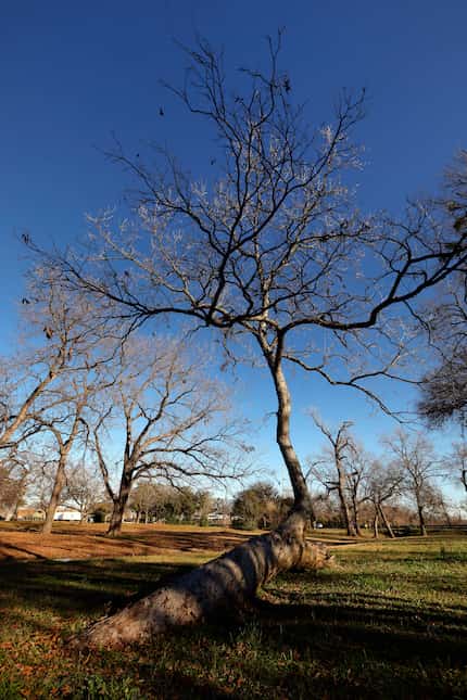 The California Crossing Comanche Marker Tree in northwest Dallas, photographed Tuesday.
