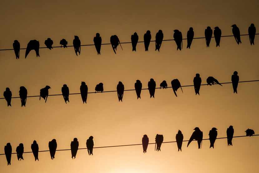 Pájaros en un cable de luz, en White Rock Lake, en Dallas.