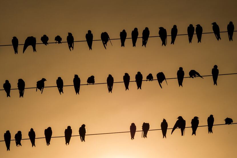 Birds on a wire as the sun sets at White Rock Lake on Thursday, Aug. 8, 2019, in Dallas. 