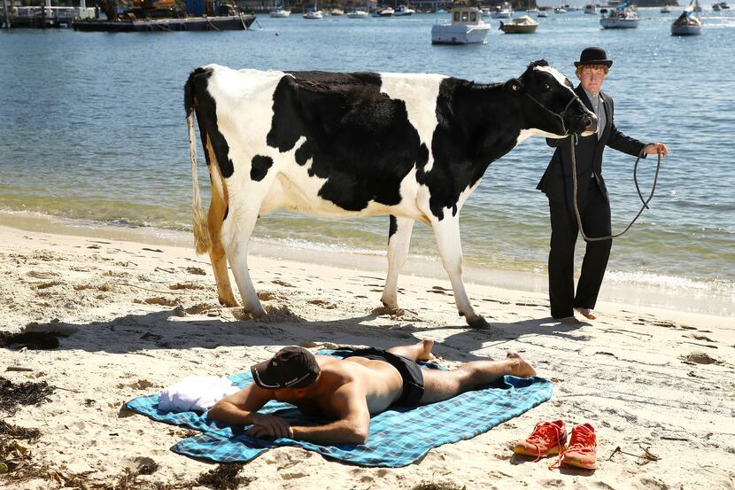  Clint Irrthum walks a cow past a sunbather on the sand as part an Andrew Baines art...