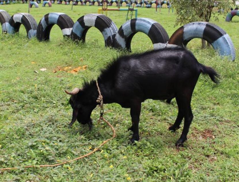 
This goat did NOT want me to mess with him. He’s bigger than he looks. 
