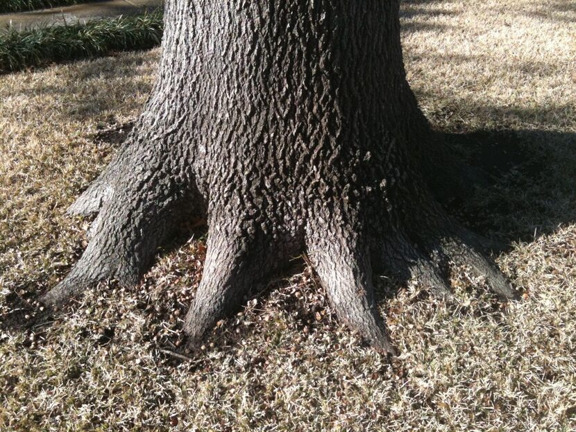 Here's an example of a properly exposed root flare. If the bark tissue of tree flares is...