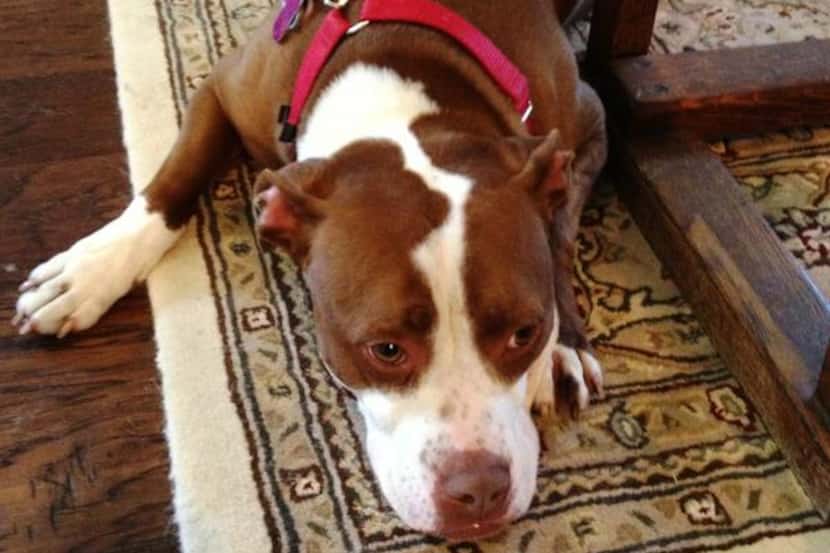 
Samantha lives with a Denton foster family and other pit bulls. 
