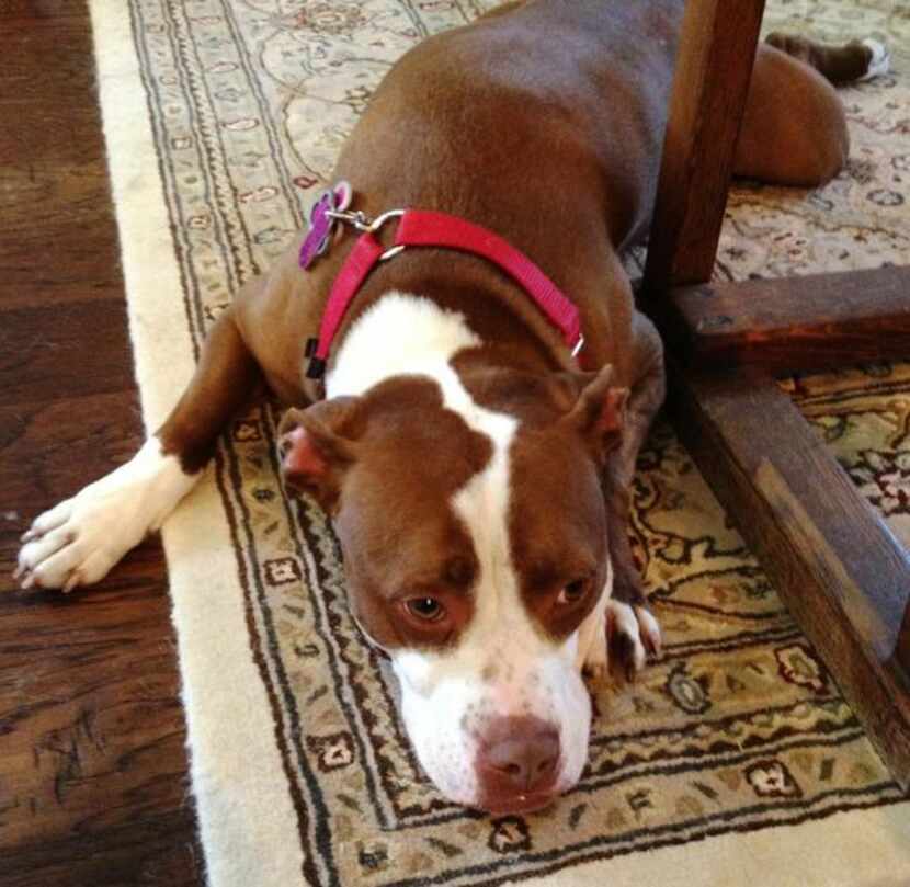 
Samantha lives with a Denton foster family and other pit bulls. 
