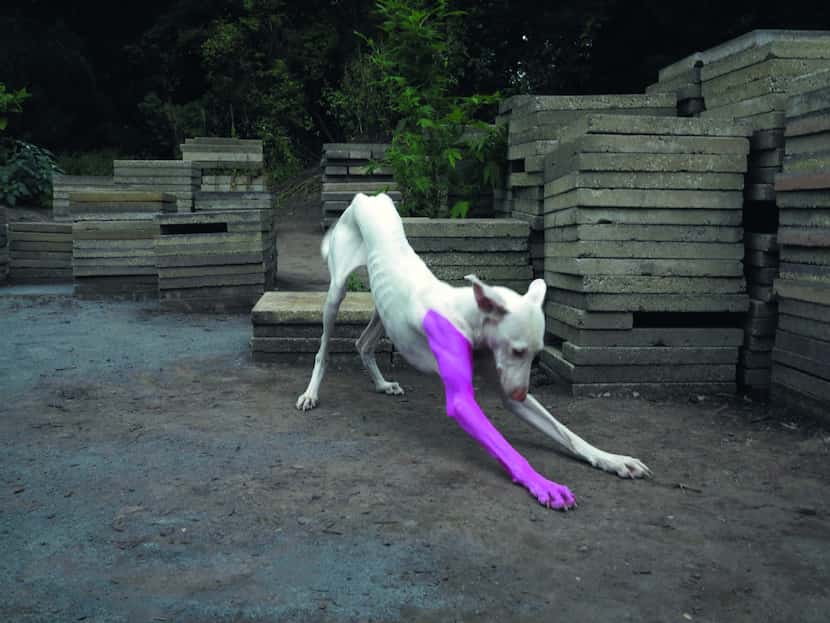 Untilled, 2011-12 Living entities and inanimate things, made or not made by Pierre Huyghe