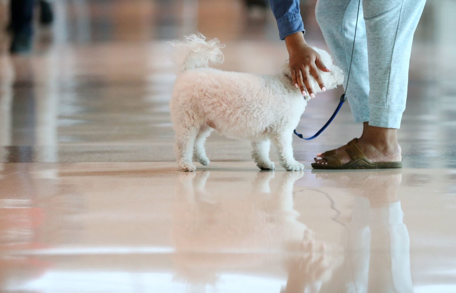 Shanir Richmond pets her support dog, Henny, while waiting in baggage claim at Dallas Love...