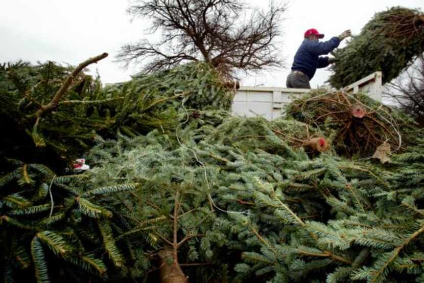 La ciudad de McKinney retirará los viejos árboles de Navidad para reciclarlos como compostaje.
