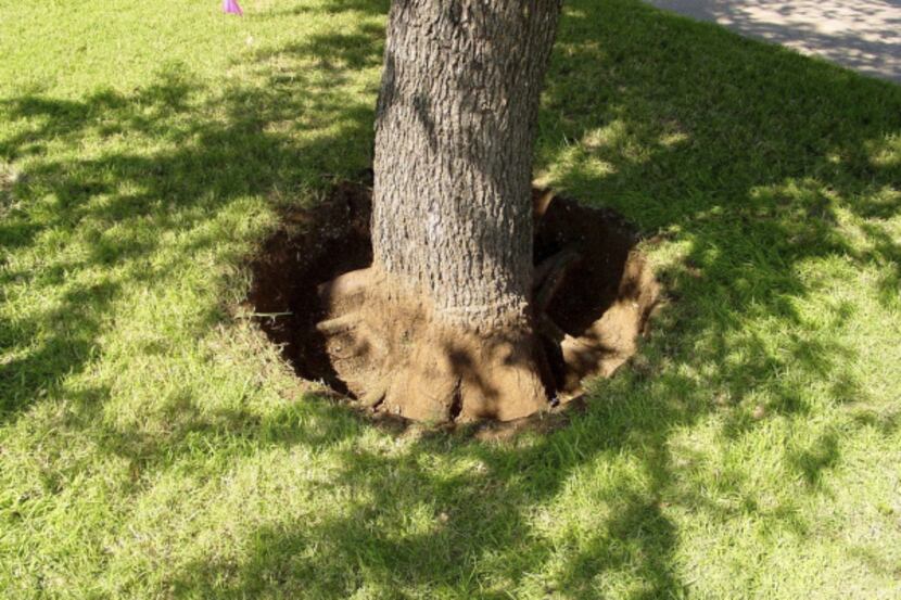 Trees planted too deeply underground suffer.  Using the Air spade, an arborist can remove...