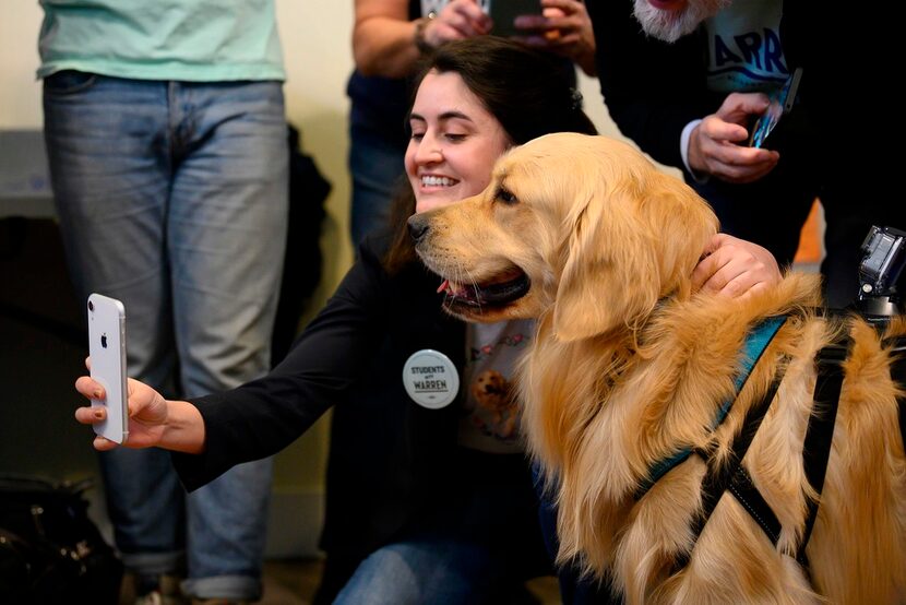 Volunteers and supporters pet Bailey, Sen. Elizabeth Warren's golden retriever, at her...