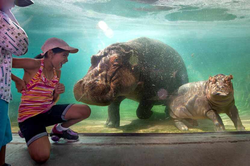 Four-year-old Dylan Gutierrez (left) and 10-year-old Melanie Gutierrez greet hippo Boipelo...