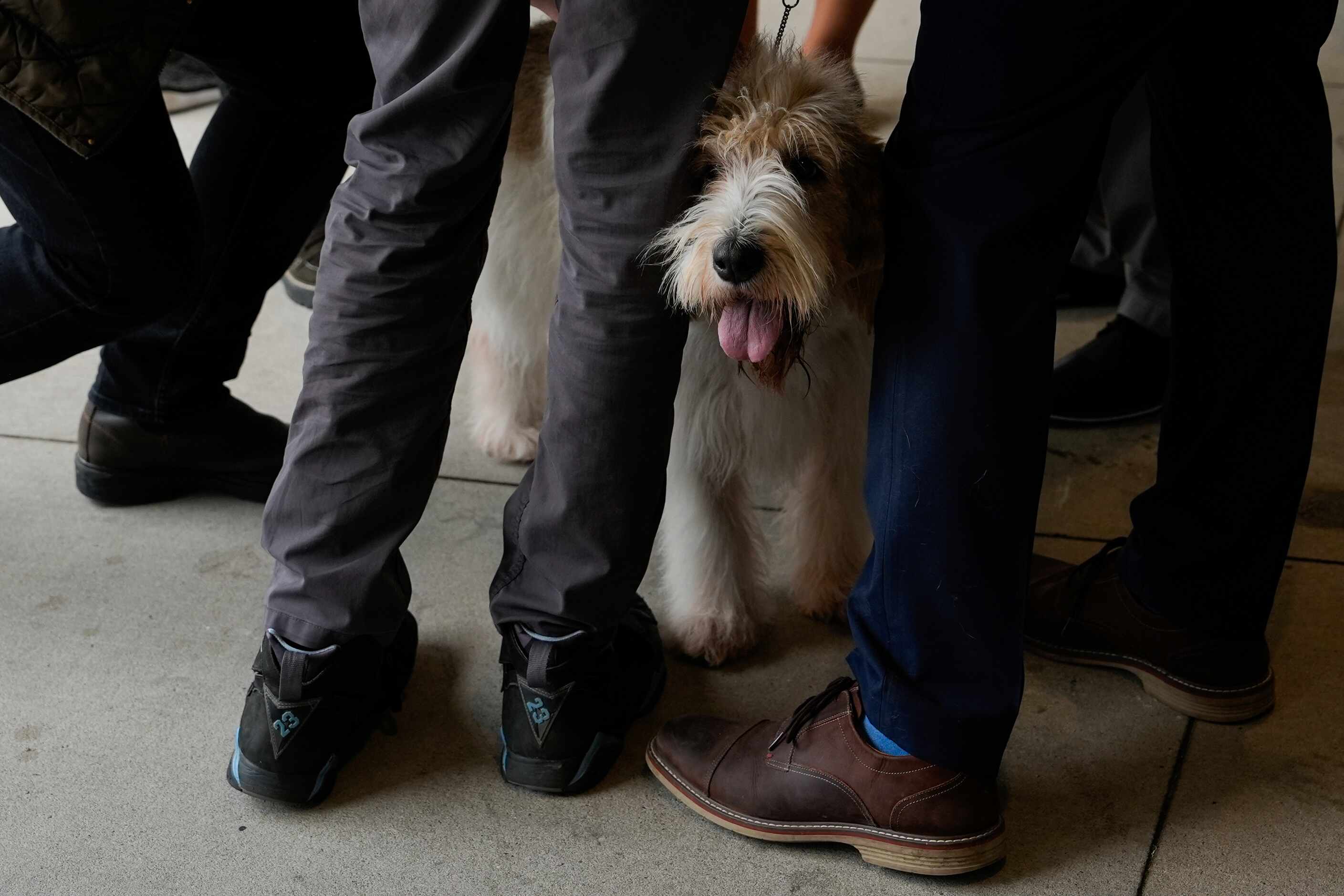 People pet a dog at the 148th Westminster Kennel Club Dog show, Monday, May 13, 2024, at the...