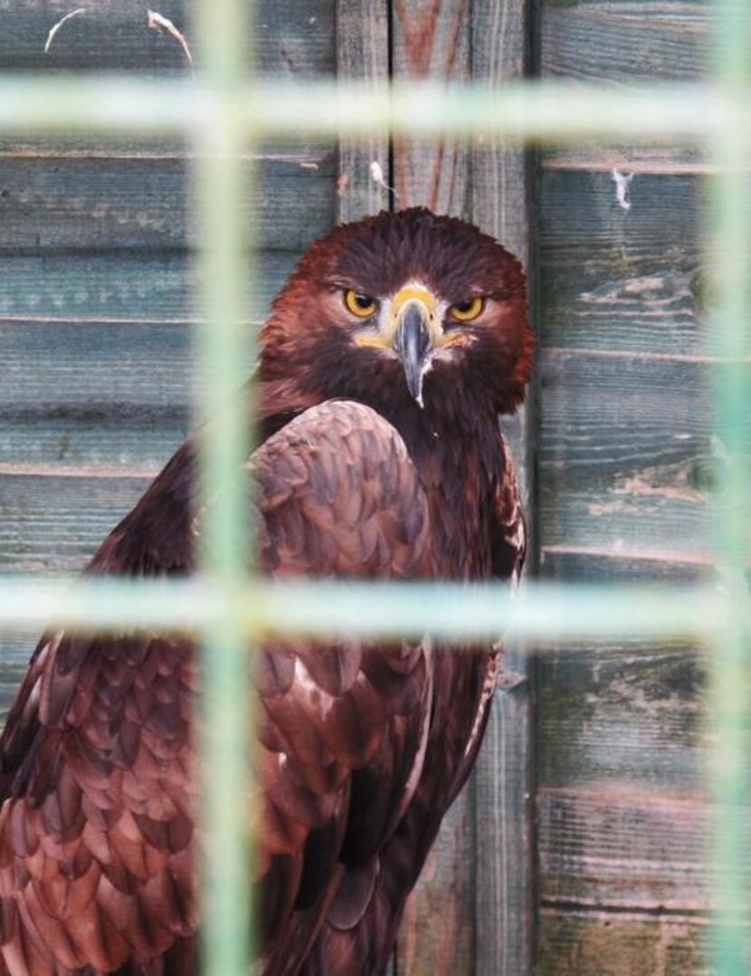 
A Harris hawk on down time in-between hawk walks offered by the falconry school at the...