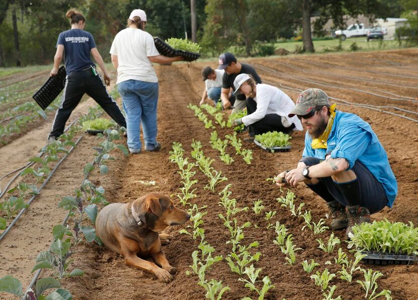 Joel Goerner  (right) plants curly endive while talking to Paul the dog. The 11-acre CSA...