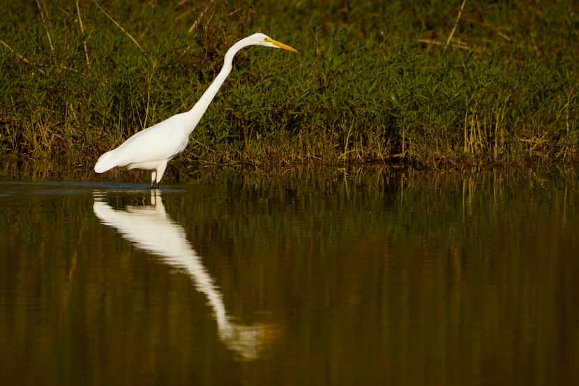 A great egret is seen in the Great Blue Heron Pond at Trinity River Audubon Center in Dallas.