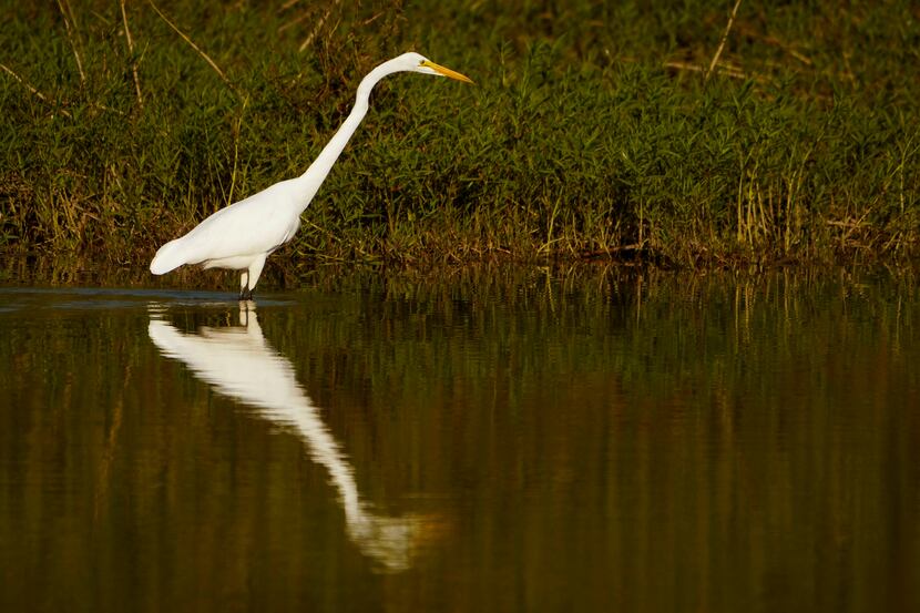 A great egret is seen in the Great Blue Heron Pond at Trinity River Audubon Center on  Oct....