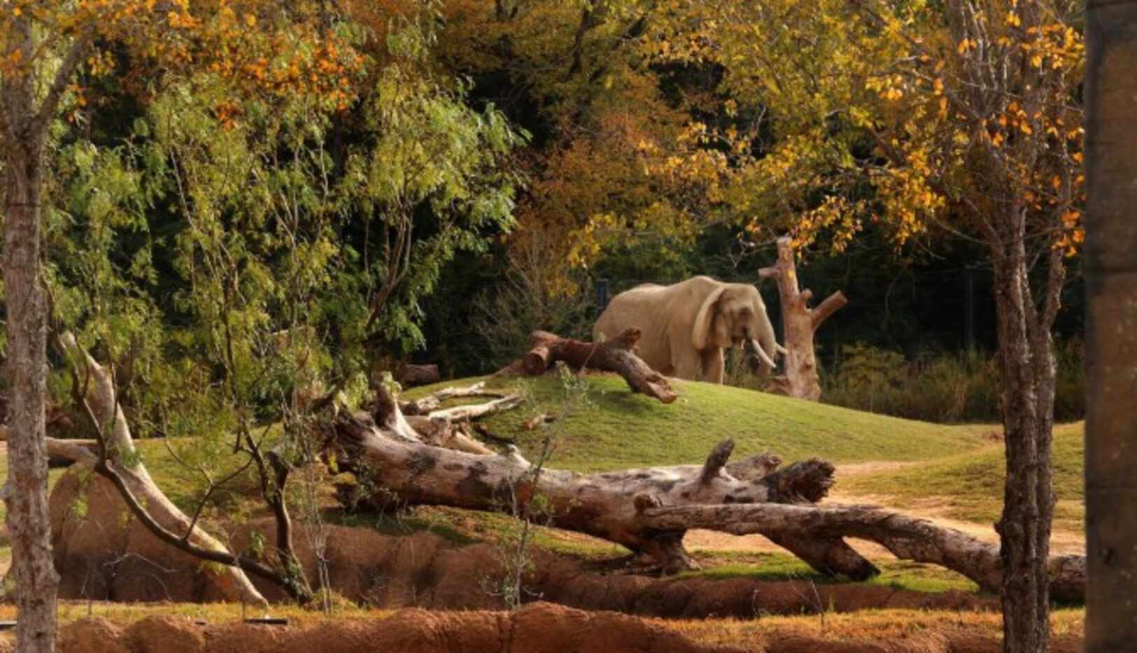 ‘Mamá’, la elefanta de mayor edad del Zoológico de Dallas, murió el miércoles de causas...