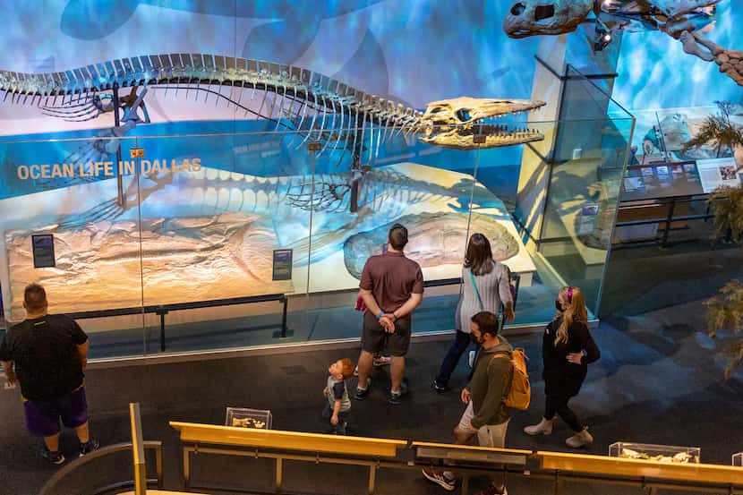 A skeleton of a Tylosaurus, a specific type of mosasaur, is on display at the Perot Museum...