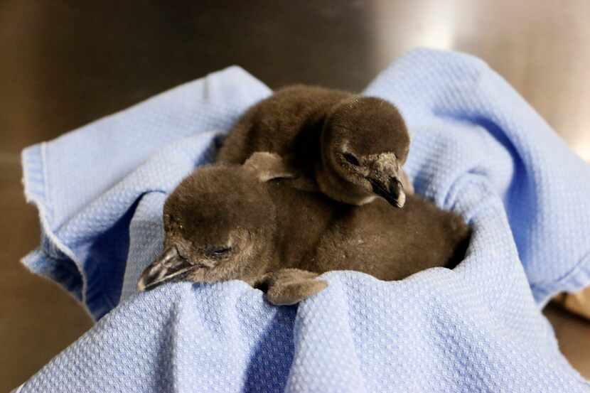  The Dallas Zoo welcomed two new penguin chicks, hatchedÂ Jan. 28 and Feb. 1....
