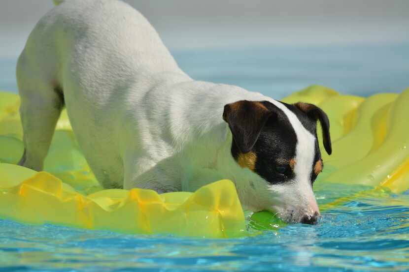 Marshall Grain Co.'s annual Pooch Pool Party is Saturday.