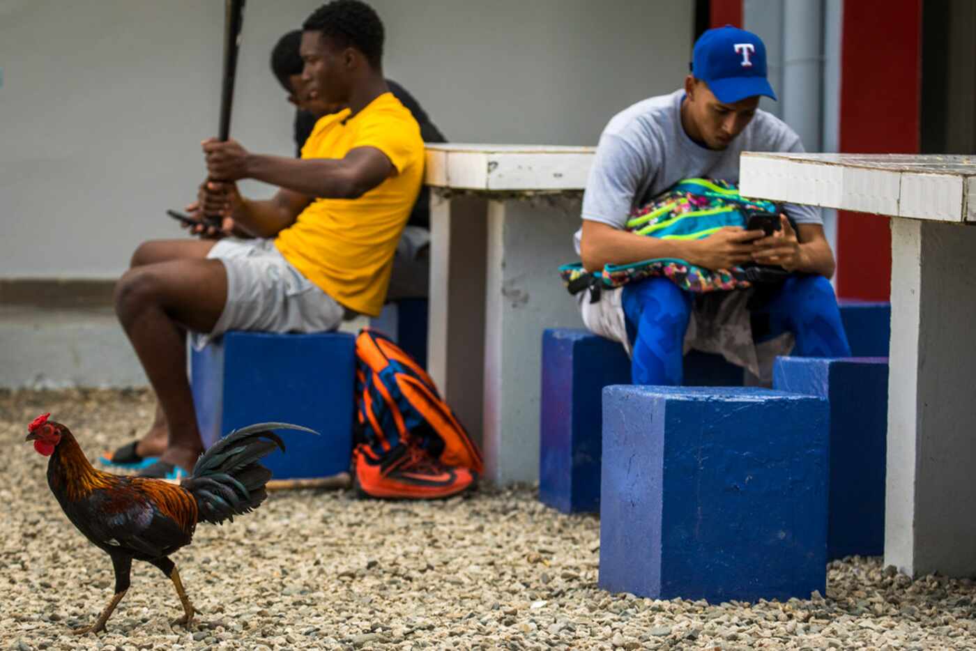 A chicken passes through the courtyard as players relax after a workout at the Texas Rangers...