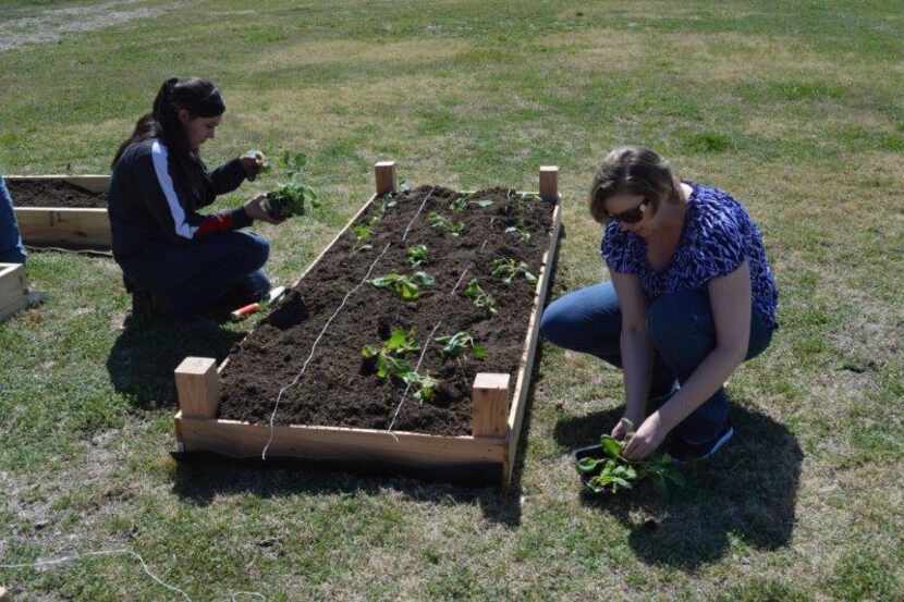 Miembros del club ambiental del colegio comunitario Cedar Valley atienden un jardín...