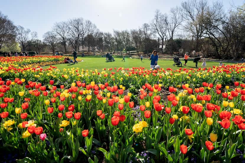 Visitors at the Dallas Arboretum walk among tulip blossoms in March during the Dallas Blooms...