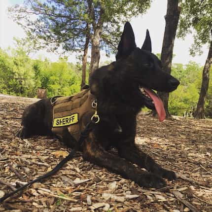 Rayco, a 4-year-old Dutch Shepherd, has been missing since a storm destroyed his kennel...