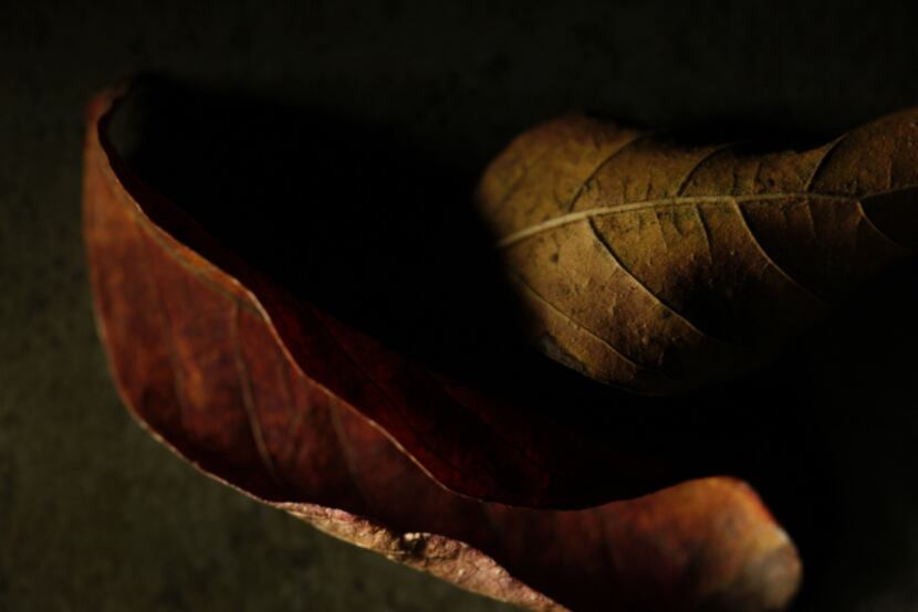 Bradford pear leaves, photographed November 25, 2013.