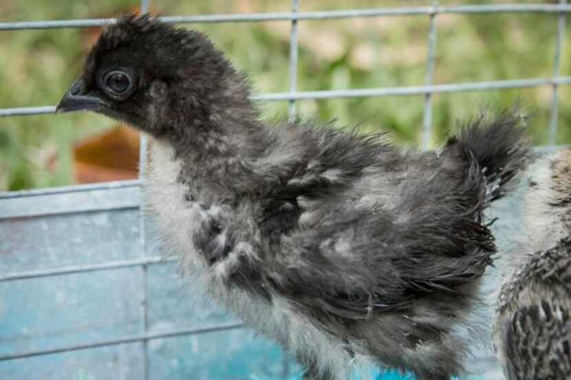 
When fully feathered, this frizzle bantam chick will have fuzzy, all-black plumage going in...