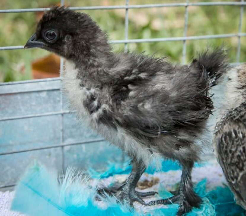 
When fully feathered, this frizzle bantam chick will have fuzzy, all-black plumage going in...