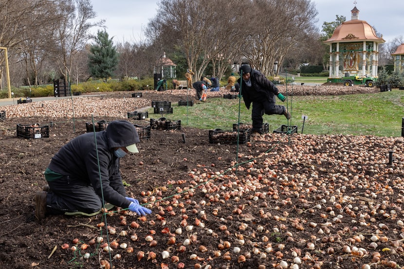 Workers plant tulip bulbs before expected snowfall at the Dallas Arboretum Jan. 8, 2024. 