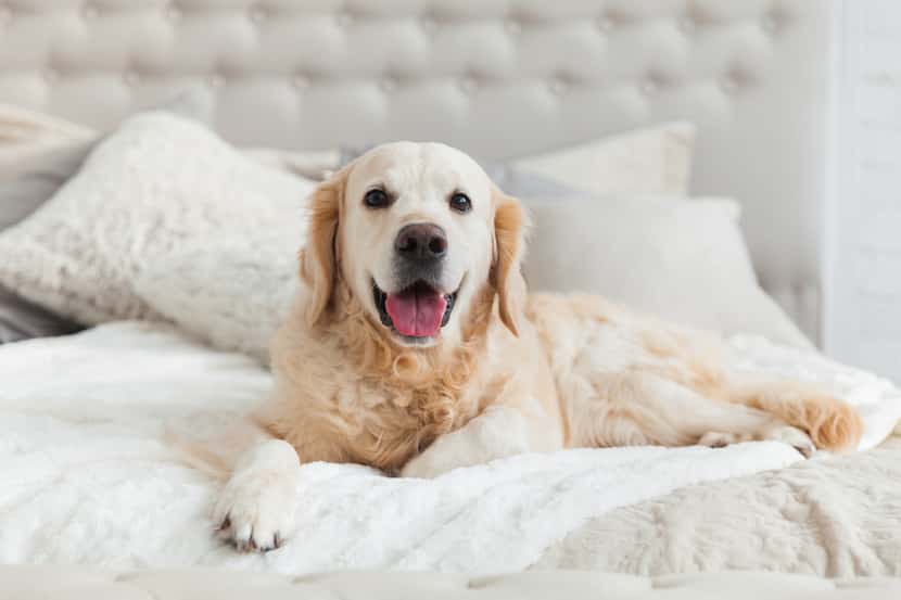 Golden retriever on light-colored bed with pillows and white sheets