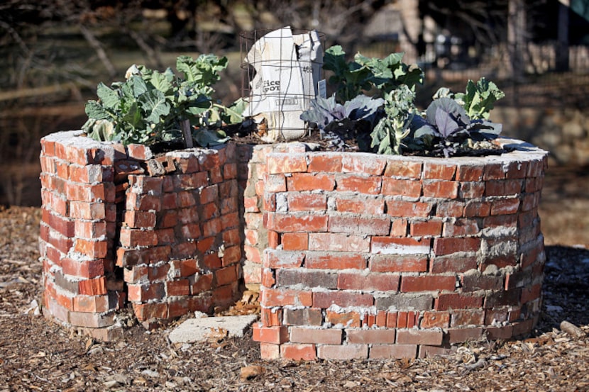 The keyhole garden at the community garden