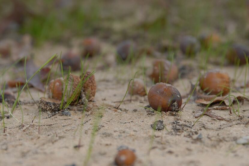 The distinctive thud of acorns hitting a rain soaked forest floor is a telltale sign that...