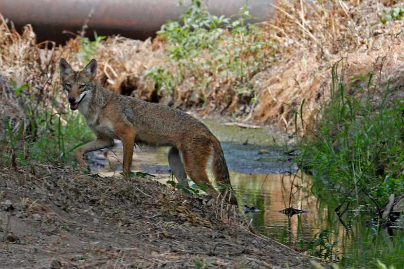 A coyote leaves a creek after drinking in a rare midafternoon sighting on July 20, 2018, in...