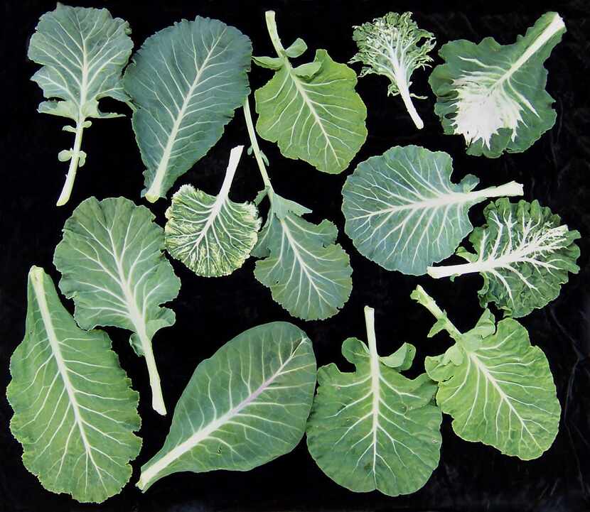 
These leaves show many different landraces of collard greens from the American South. 
