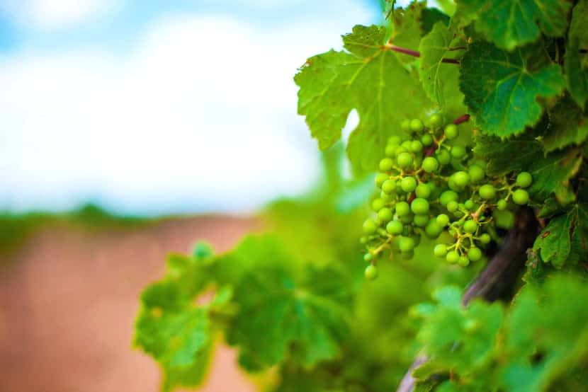 Several wineries dot the fertile terrain of the Lubbock region, including the French-style...