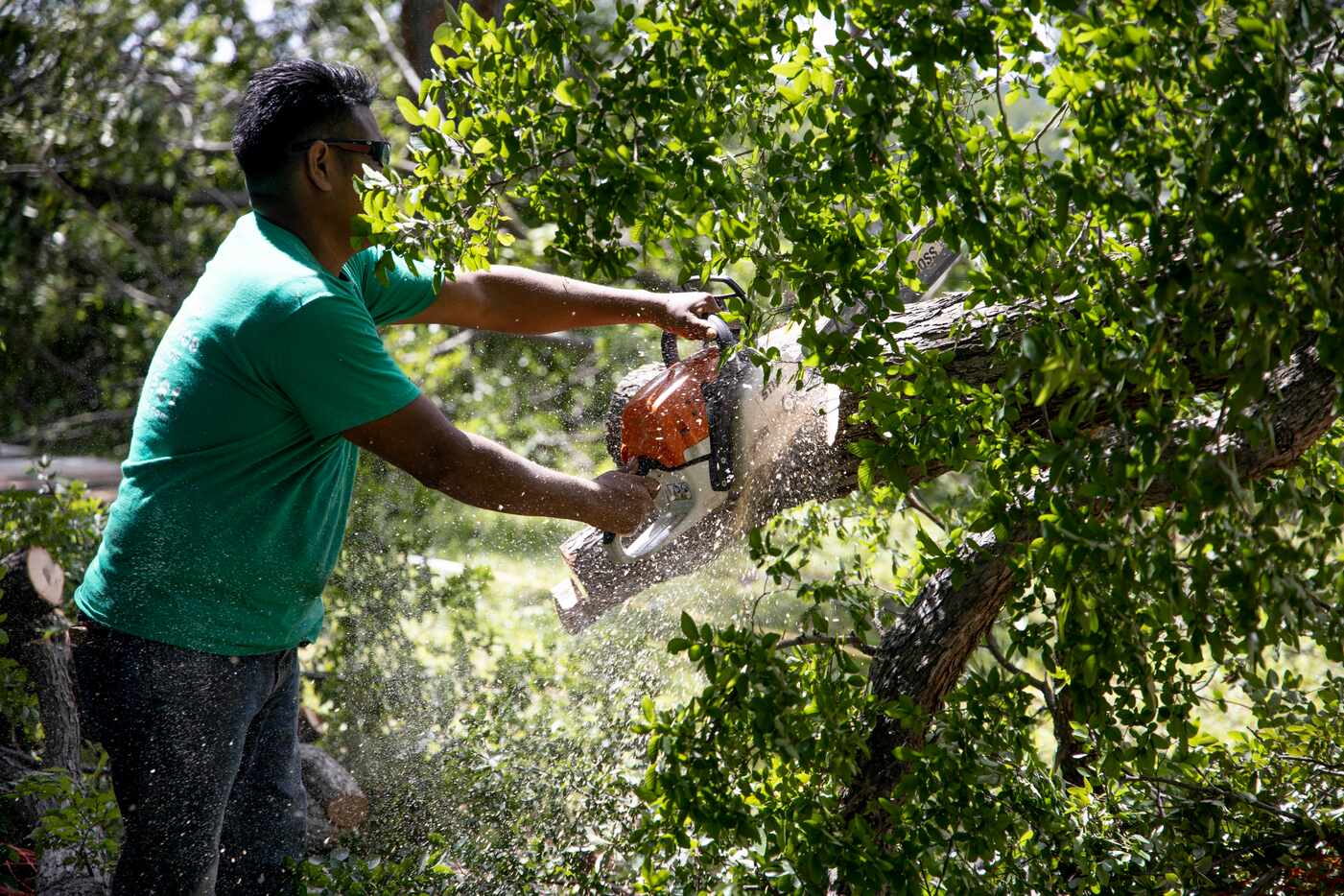 Bryan Benavides cuts down a tree in a yard near White Rock Lake.