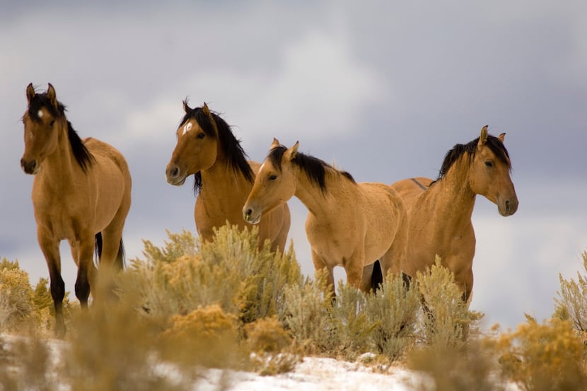 Wild mustangs from the Kiger Management Area near Diamond, Ore. (2007 File Photo/The...